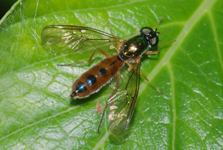 Stratiomidae, sottofamiglia Sarginae